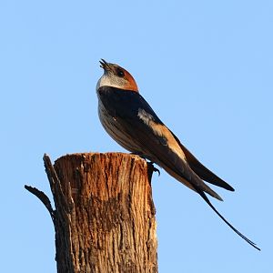 greater striped swallow (Cecropis cucullata)