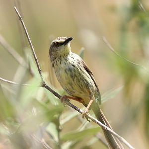 saffron-breasted prinia (Prinia hypoxantha)