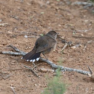 Karoo Scrub-robin (Tychaedon coryphoeus)