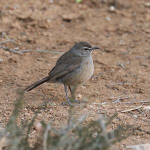 Karoo Scrub-robin (Tychaedon coryphoeus)