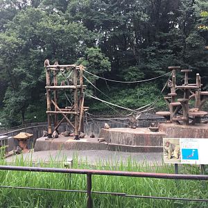 Japanese macaque enclosure