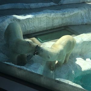 Polar bear pair