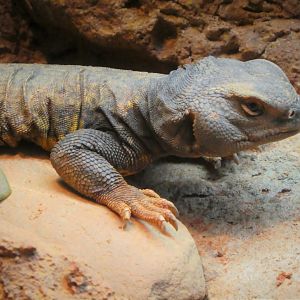 Hippo Haven - Sudan Mastigure