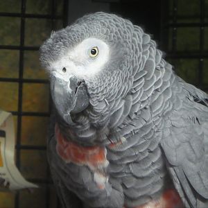 Hippo Haven - Gray Parrot
