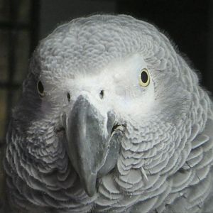 Hippo Haven - Gray Parrot