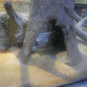 Hippo Haven - Cape Porcupine