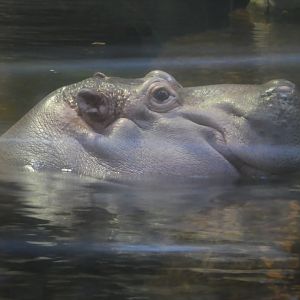 Hippo Haven - Nile Hippopotamus - Genny