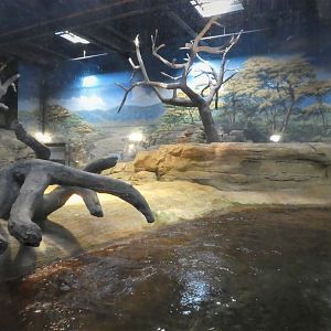 Hippo Haven - Main Exhibit