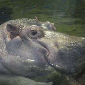 Hippo Haven - Nile Hippopotamus - Genny