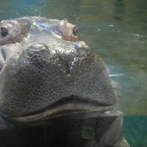 Hippo Haven - Nile Hippopotamus - Genny