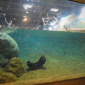 Hippo Haven - Underwater Viewing