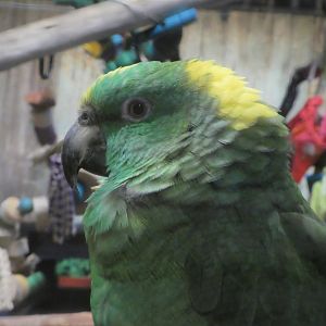 Piranha Falls - Yellow-crowned Amazon