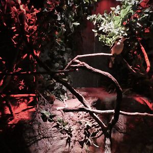 Little Blue Beach - Laughing Kookaburra Exhibit