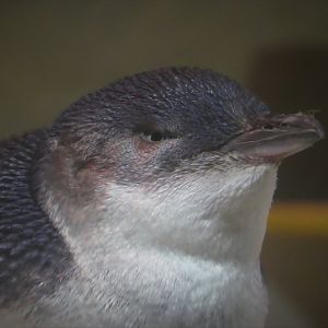 Little Blue Beach - Little Penguin