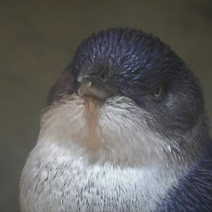 Little Blue Beach - Little Penguin