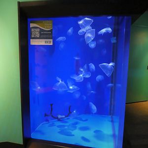 Ocean Realm - Sea Turtle Cove - Common Jellyfish and Plastic Bag Display