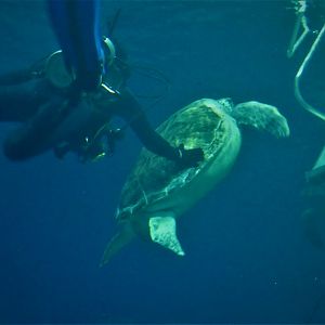 Ocean Realm - Green Sea Turtle, Bob with Diver