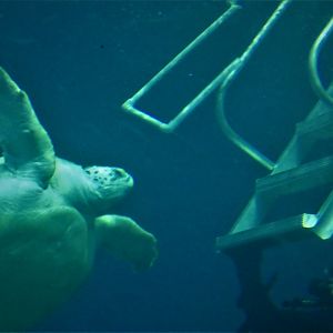 Ocean Realm - Green Sea Turtle, Bob Trying to Escape