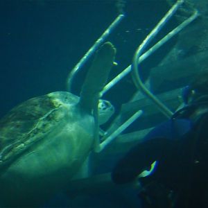 Ocean Realm - Green Sea Turtle, Bob Trying to Escape