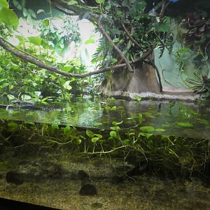KidZone - Cuvier's Dwarf Caiman and Bucktooth Tetra Exhibit