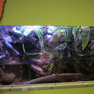 KidZone - Frogs: Nature's Messengers - Mission Golden-eyed Tree Frog Exhibit