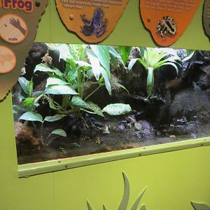 KidZone - Frogs: Nature's Messengers - Poison Frog Exhibit
