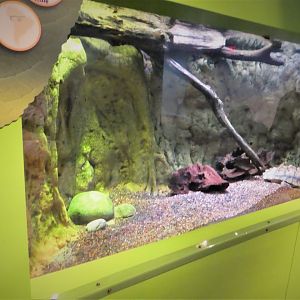 KidZone - Frogs: Nature's Messengers - Mata Mata Exhibit