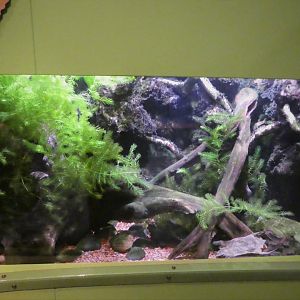 KidZone - Frogs: Nature's Messengers - Common Surinam Toad Exhibit