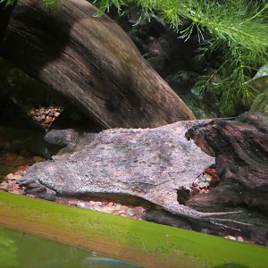 KidZone - Frogs: Nature's Messengers - Common Surinam Toad