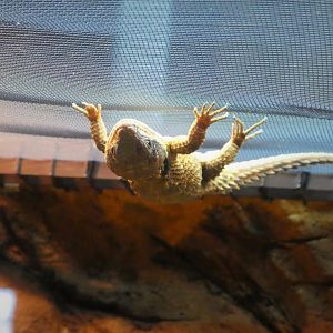 Hippo Haven - East African Spiny-tailed Lizard