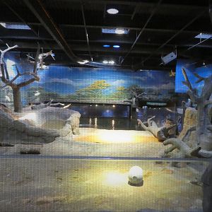 Hippo Haven - Main Exhibit