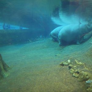 Hippo Haven - View from Underwater