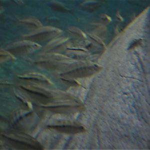 Cichlid ID?