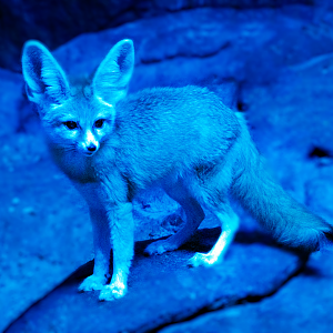 Jan. 2022 - Night Hunters - Fennec Fox