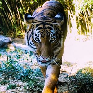 Jan. 2022 - Cat Canyon - Malayan Tiger