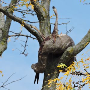 Leopard Kill Decoration