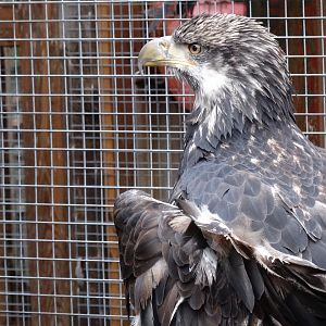 Bald eagle with a busted wing