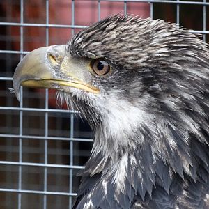 Bald eagle with a busted wing