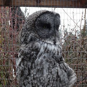 Great grey owl