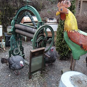 Turkey and "rooster" pen