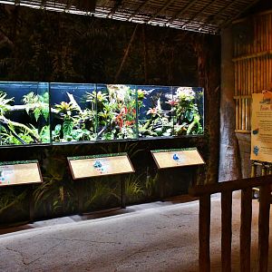 New Poison Dart Frog exhibit