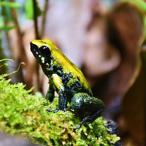 Black-legged Poison Dart Frog (Phyllobates bicolor)
