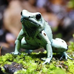 Golden Poison Dart Frog - mint green morph (Phyllobates terribilis)