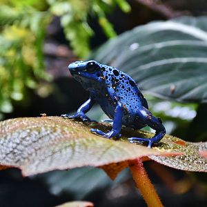 Dyeing Poison Dart Frog (Dendrobates tinctorius)