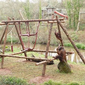 Bornean orangutans, January 2022