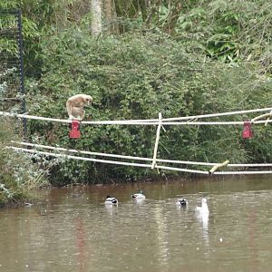 Lar Gibbon, January 2022