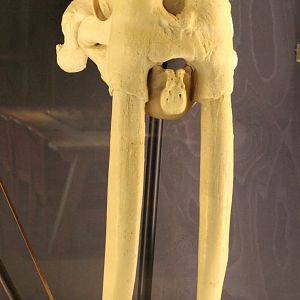 Walrus-skull
