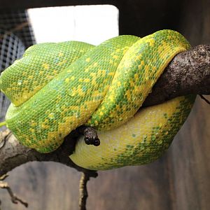 Green tree python