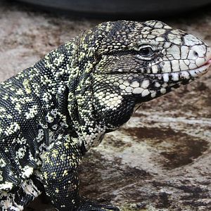 Argentine black and white tegu