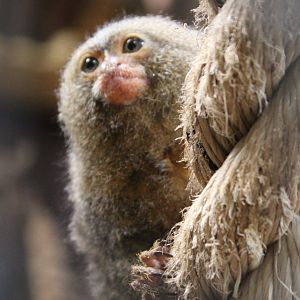 Pygmy marmoset